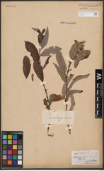 Foto von Salix cinerea L.